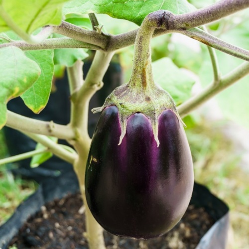 Aubergine Black Beauty